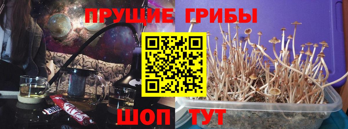 Псилоцибиновые грибы Psilocybine cubensis Костомукша